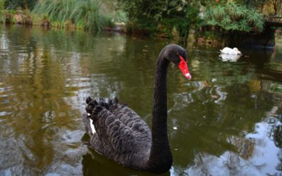 The Randomness of a Black Swan Under The Blue Moon